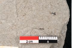Foto (Detailansicht) von Pinus taedaeformis Unger (NHMW-GEO-2024-0188-6653)